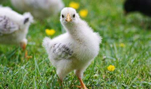 Early Spring Chicken & Poultry Care: Keeping Your Flock Healthy & Happy