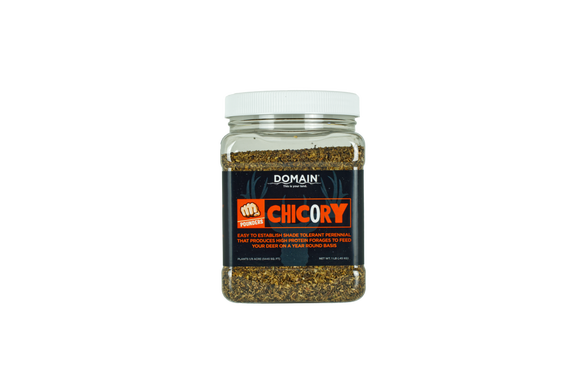 Domain Outdoor Chicory